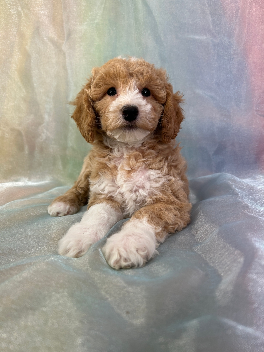 Female Bichon Poodle Puppy for Sale DOB 1-4-2026 $950